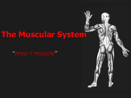 “myo = muscle” The Muscular System. Muscular System There are 650 skeletal musclesThere are 650 skeletal muscles They make up 40-50% of our body weightThey.