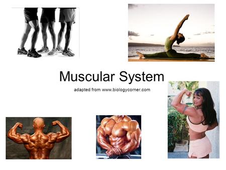 Muscular System adapted from