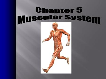 Chapter 5 Muscular System.