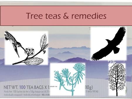 Tree teas & remedies. Angiosperms Gymnosperms.