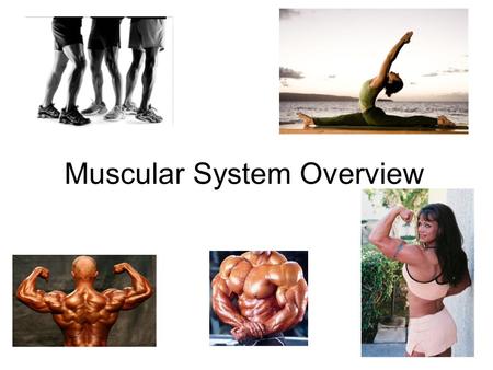 Types of Muscle Skeletal – striated & voluntary