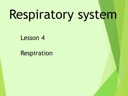 Respiratory system Lesson 4 Respiration. Lungs Thorax Trachea Oxygen Bronchus Ribcage Alveoli Abdomen snulg xortah chatare goxeyn gicebra cnuhorbs laivole.