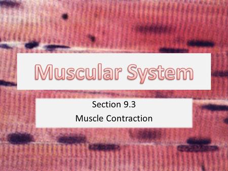 Section 9.3 Muscle Contraction. Neuromuscular Junction.