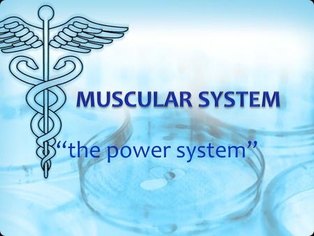 MUSCULAR SYSTEM “the power system”.