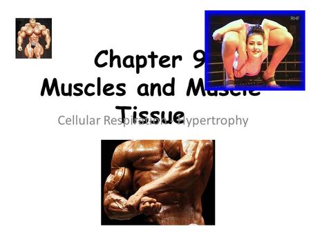 Chapter 9 Muscles and Muscle Tissue Cellular Respiration - Hypertrophy.