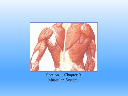 Section 1, Chapter 9 Muscular System.