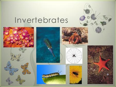 7 Invertebrates. The first family we will look at is called “Porifera.” (pronounced: por-if-ur-u)