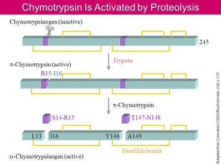 Chymotrypsin Is Activated by Proteolysis Adapted from Campbell (1999) Biochemistry (3d) p.179 245 R15-I16 Chymotrypsinogen (inactive) p -Chymotrypsin (active)