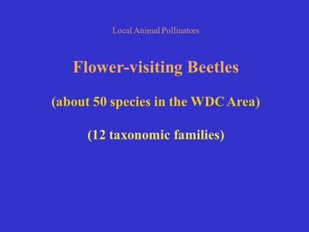 Local Animal Pollinators Flower-visiting Beetles (about 50 species in the WDC Area) (12 taxonomic families)