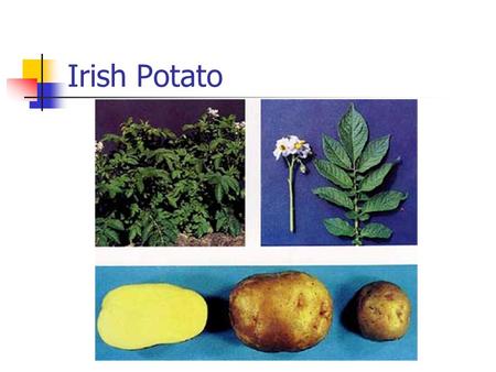 Irish Potato. Key concepts Tuber versus root versus bulb Potato domestication and spread Potato use Seed pieces Hilling & mulching Harvesting Potato &