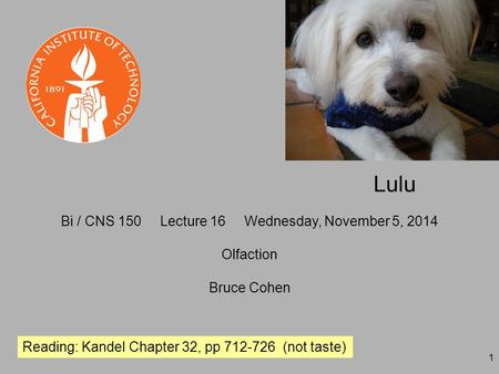 1 Bi / CNS 150 Lecture 16 Wednesday, November 5, 2014 Olfaction Bruce Cohen Reading: Kandel Chapter 32, pp 712-726 (not taste) Lulu.