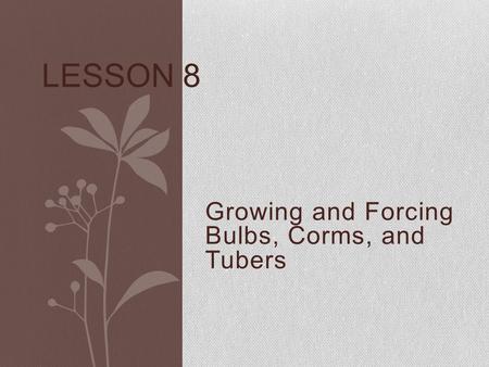 Growing and Forcing Bulbs, Corms, and Tubers LESSON 8.