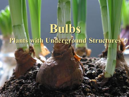 Bulbs Plants with Underground Structures Bulbs are plants with underground structures  Serve as storage organs  Accumulate nutrient reserves for plant.