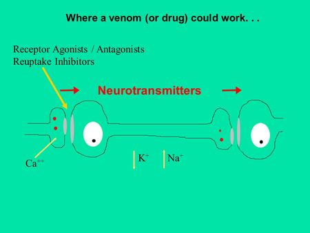 Neurotransmitters Ca ++ K+K+ Na + Where a venom (or drug) could work... Receptor Agonists / Antagonists Reuptake Inhibitors.