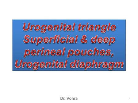Superficial & deep perineal pouches, Urogenital diaphragm