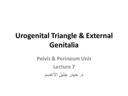 Urogenital Triangle & External Genitalia