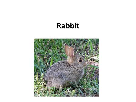 Rabbit. The male is called a buck and the female is a doe a young rabbit is a kitten or kit. Rabbit habitats include meadows, woods, forests, grasslands,