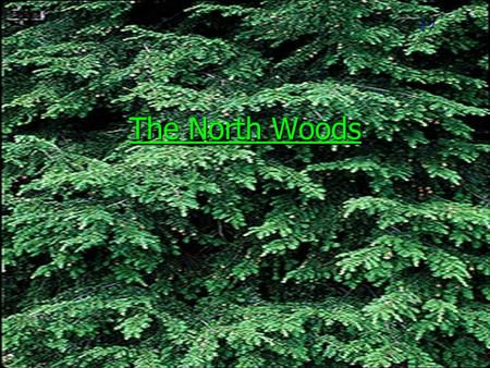 The North Woods #7. Our present day north woods got their first start after the last glacial period about 12,000 years ago.