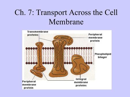 Ch. 7: Transport Across the Cell Membrane. Selectively permeable: property of biological membranes which allows some substances to pass more easily than.