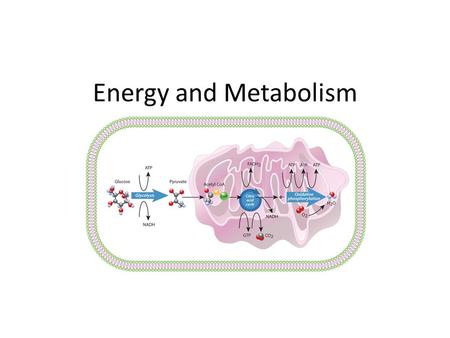 Energy and Metabolism. Metabolism The Sum of all chemical reactions in the body Biochemical Pathway A series of enzyme-catalyzed chemical reactions starting.