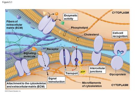 Fibers of extracellular matrix (ECM)