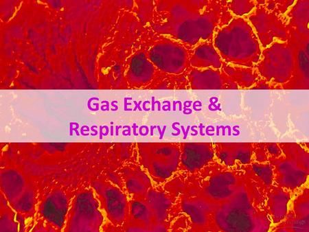 Gas Exchange & Respiratory Systems Why do we need a respiratory system? O2O2 food ATP CO 2 respiration for respiration Need O 2 in –for aerobic cellular.