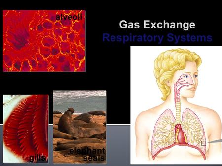 2008-2009 gills alveoli elephant seals Gas Exchange Respiratory Systems.