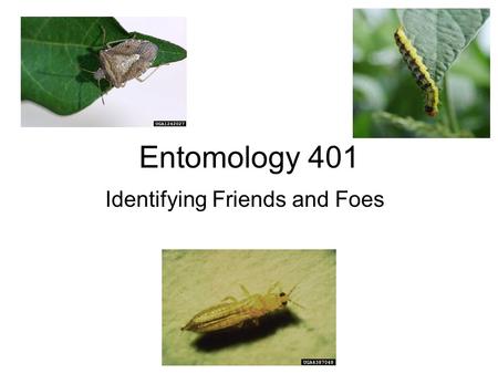 Entomology 401 Identifying Friends and Foes. Insect biodiversity accounts for a large proportion of all biodiversity on the planet, with over 1,000,000.