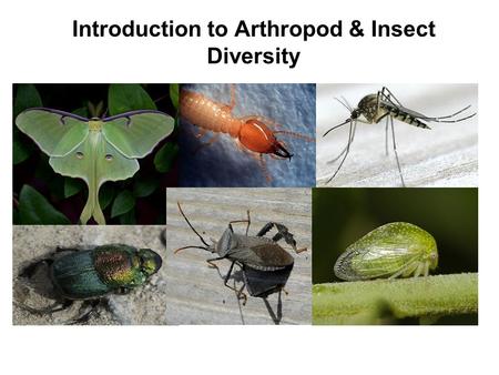 Introduction to Arthropod & Insect Diversity. Scientific Classification Kingdom General specific Class Division/Phylum species Order Family Genus.