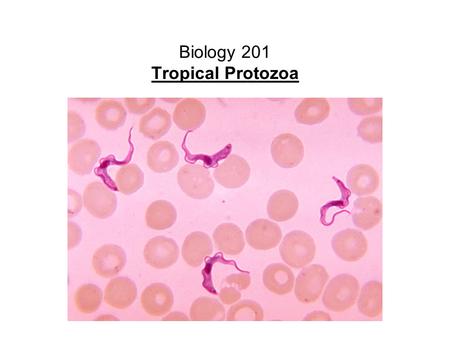 Biology 201 Tropical Protozoa. Introduction to Protozoa Kingdom DNA data suggests actually several kingdoms. Some Key, Relevant Features Unicellular eukaryotes.