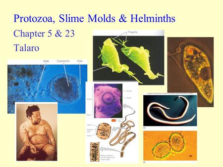 Protozoa, Slime Molds & Helminths