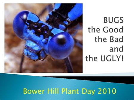 Bower Hill Plant Day 2010  1. Pollination  2. Clean up the earth  3. Good bugs eat bad bugs.