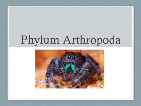 Phylum Arthropoda. Greek: arthro = jointed + pod = foot Huge group!! > 1,000,000 species - 84% of all animal species are arthropods!! How can we explain.