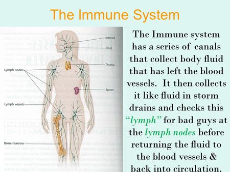 The Immune System The Immune system has a series of canals that collect body fluid that has left the blood vessels. It then collects it like fluid in storm.