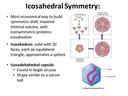 Icosahedral Symmetry: Most economical way to build symmetric shell, maximal internal volume, with nonsymmetric proteins: icosahedron Icosahedron: solid.