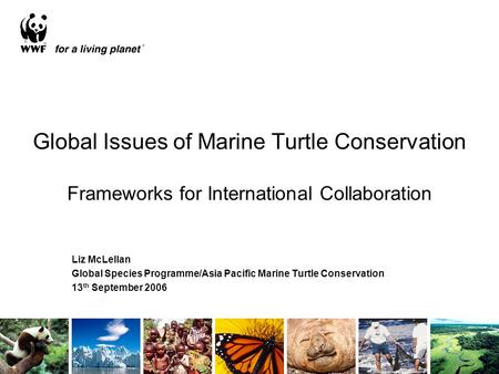 Global Issues of Marine Turtle Conservation Frameworks for International Collaboration Liz McLellan Global Species Programme/Asia Pacific Marine Turtle.