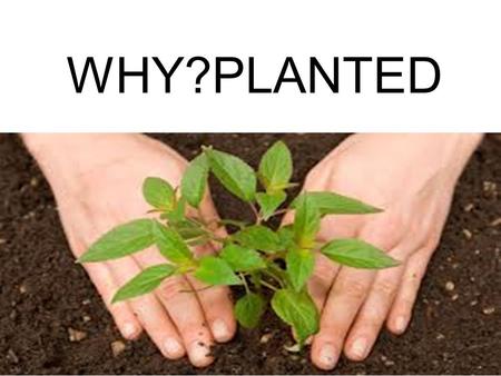 WHY?PLANTED. The righteous will flourish like a palm tree, they will grow like a cedar of Lebanon; 13 planted in the house of the Lord, they will flourish.