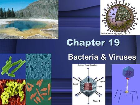 1 Chapter 19 Bacteria & Viruses. 2 19–1 Bacteria Prokaryote = single-celled organism lacking a nucleusProkaryote = single-celled organism lacking a nucleus.