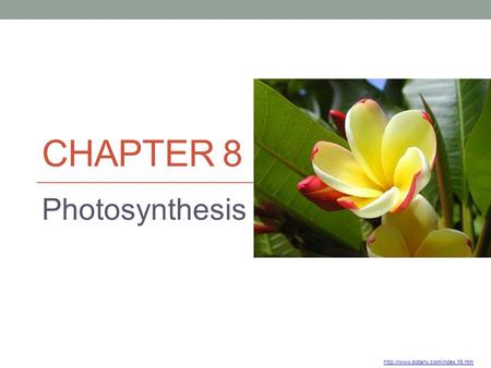 Chapter 8 Photosynthesis http://www.botany.com/index.16.htm.