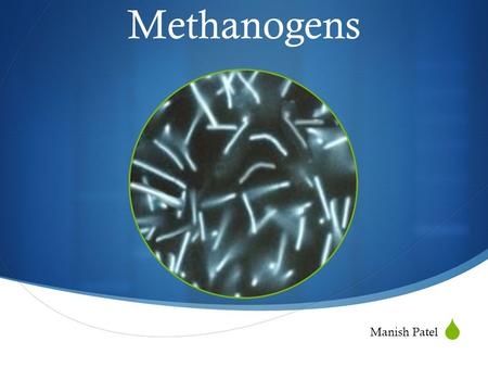  Methanogens Manish Patel. What are they?  Taxonomy  Classified as archaebacteria  Over 50 species, in 5 orders and 9 families  Typically appear.