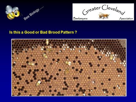 Is this a Good or Bad Brood Pattern ? Bee Biology…..