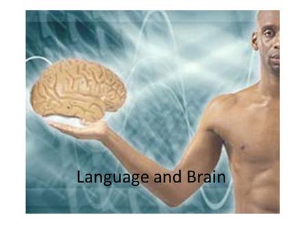 Language and Brain. Is Language Situated in our Brain? Neurolinguistics is the study of how the brain processes language.