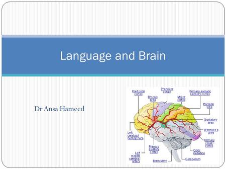 Language and Brain Dr Ansa Hameed.