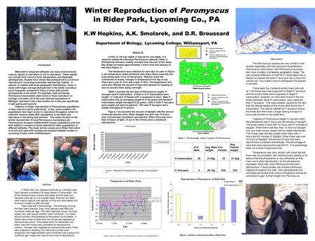 Winter Reproduction of Peromyscus in Rider Park, Lycoming Co., PA K.W Hopkins, A.K. Smolarek, and D.R. Broussard Department of Biology, Lycoming College,