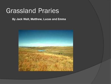 Grassland Praries By Jack Walt, Matthew, Lucas and Emma.
