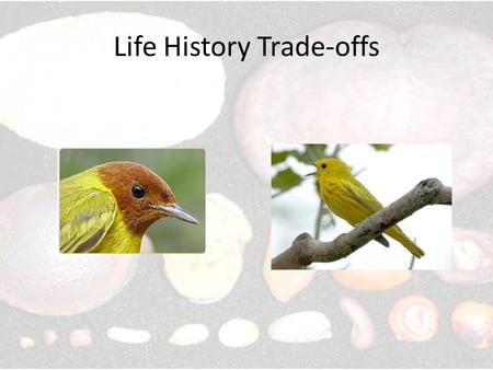 Life History Trade-offs