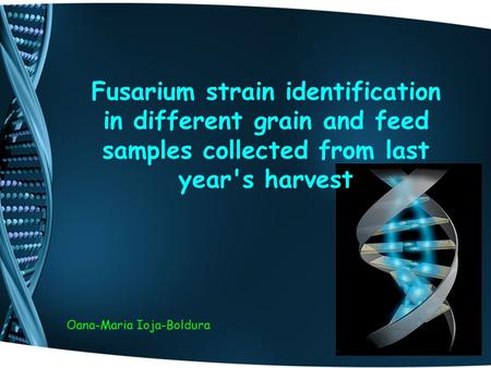 Fusarium strain identification in different grain and feed samples collected from last year's harvest Oana-Maria Ioja-Boldura.