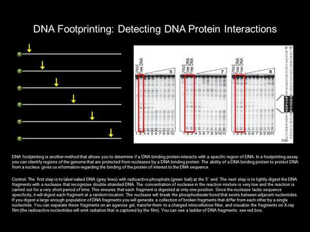 DNA Footprinting: Detecting DNA Protein Interactions DNA footprinting is another method that allows you to determine if a DNA binding protein interacts.