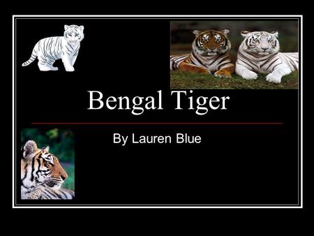 Bengal Tiger By Lauren Blue. History The Bengal Tiger was first discovered in the Bengal region of India. The first White Bengal Tiger wasn’t found until.