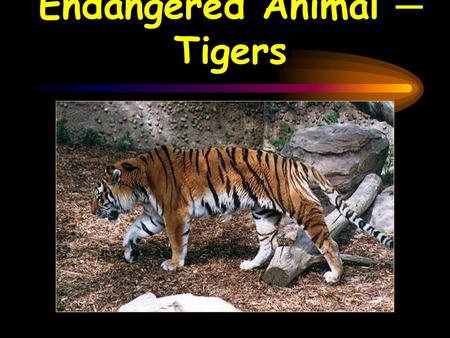 Endangered Animal ─ Tigers